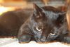 20110207_BBF2011_262